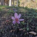 Crocus sativusFlower