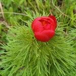 Paeonia anomala Λουλούδι