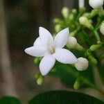 Psychotria coptosperma Flower