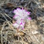 Ptilotus extenuatus Flor