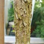 Voacanga grandifolia Bark