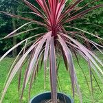 Cordyline australis 叶