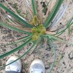 Cyperus ligularis Flor