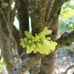 Oxera sulfurea Blüte