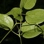 Clematis dioica पत्ता