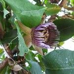 Passiflora ligularis 花