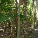 Syzygium cormiflorum Bark