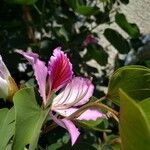 Bauhinia purpureaBlüte