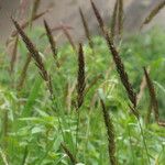 Echinochloa haploclada Blomst