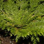 Selaginella pallescens Ліст