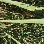 Arundo micrantha Arall