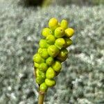 Arum italicumLeaf