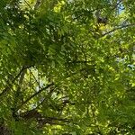 Robinia pseudoacacia叶