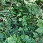 Rubus imbricatus Blad