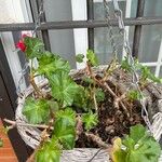 Pelargonium peltatum List