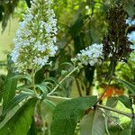 Buddleja asiatica Habitus