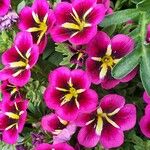 Calibrachoa parvifloraFlower