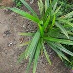 Pandanus amaryllifolius Habit