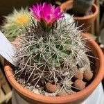 Turbinicarpus viereckii Lehti