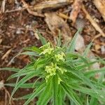 Lithospermum ruderale Flower