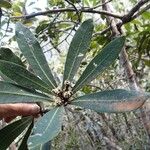 Semecarpus poyaensis Blad