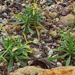 Bupleurum spinosum Habit