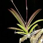 Ionopsis utricularioides Leaf
