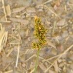 Carex spicata Blodyn