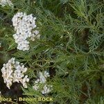 Achillea chamaemelifolia عادت داشتن