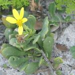 Chrysanthemoides monilifera Цвят