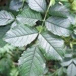 Rosa arvensis Blad