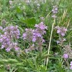 Thymus pulegioides Хабит