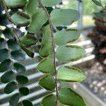 Hemionitis rotundifolia Leaf