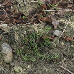 Polygonum plebeium Plante entière