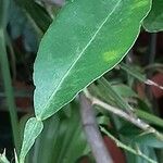 Citrus reticulata ഇല