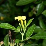 Jasminum odoratissimum Other