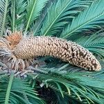 Cycas revoluta Thunb.花