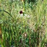 Ophrys sphegodes Cvet