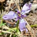 Herbertia lahue Flower