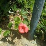 Barleria repens Flower