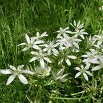 Ornithogalum umbellatum Цветок