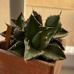 Agave titanotaLehti