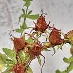 Hypericum perfoliatum फल