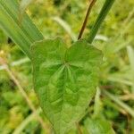 Mikania micrantha Leaf