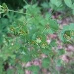 Euphorbia amygdaloidesFlower