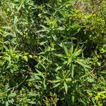Solidago altissima Blatt