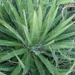 Agave filifera Blad