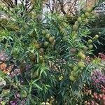 Gomphocarpus physocarpus 形态