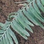 Encephalartos chimanimaniensis Leaf
