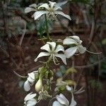 Clerodendrum laevifolium Fiore